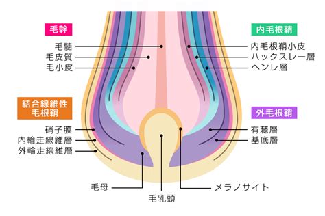 毛根鞘 気持ちいい|毛根鞘の役割とは？食べる人もいる？抜け毛・薄毛との関係性。